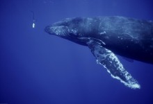Singing Humpback Whale